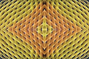 Trunkfish: PHOTOMONTAGE, scales of giant triggerfish (Balistoides