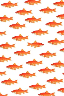 Individuality: Photomontage, school of goldfish on white background
