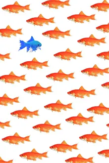 Individuality: Photomontage, school of goldfish on white background