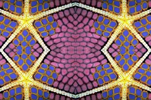 Constant: PHOTOMONTURE, Graphic structure on underside of