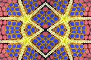 Constant: PHOTOMONTURE, Graphic structure on underside of