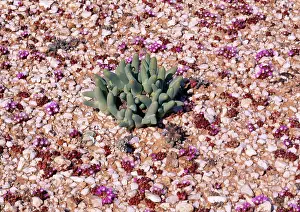 Situated: PHYLLOBOLUS DIGITATUS - situated in Quartz field