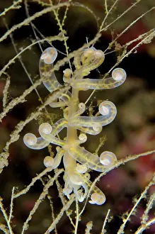 Cerata: Phyllodesmium Nudibranch