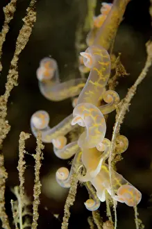 Cerata: Phyllodesmium Nudibranch
