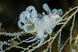 Antennae: Phyllodesmium Nudibranch