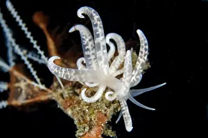 Antennae: Phyllodesmium Nudibranch on hydroid