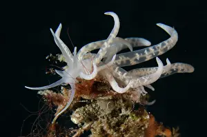 Antennae: Phyllodesmium Nudibranch on hydroid