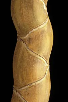 Phyllostachys: Phyllostachys pubescens h. Kikko'. Rare and appreciated