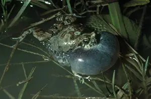 Blooded: Physalaemus biligonigerus