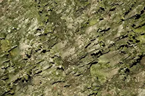 Speleology: Phytokarst