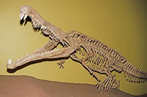 Triassic: Phytosaur Fossil