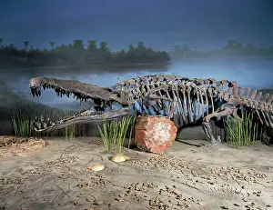 Triassic: Phytosaur Fossil - late Triassic