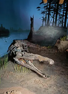 Reconstruction: PHYTOSAUR / PARASUCHIAN - FOSSIL SKELETON