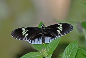 Heliconius: Piano Key butterfly