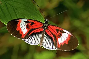 Piano: Piano Key Butterfly
