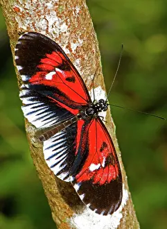 Piano: Piano Key Butterfly