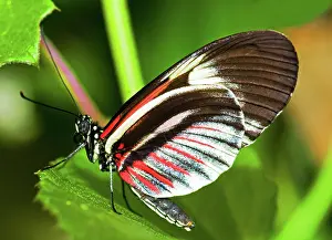 Piano: Piano Key Butterfly