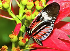 Piano: Piano Key Butterfly