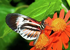 Piano: Piano Key Butterfly