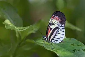 Pollinator: Piano key or Postman butterfly