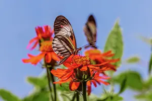 Pollinator: Piano key or Postman butterfly
