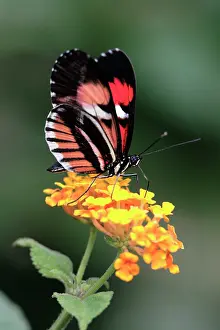 Heliconius: Piano Key / Postman Butterfly - feeding on flower