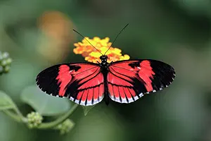 Heliconius: Piano Key / Postman Butterfly - feeding on flower