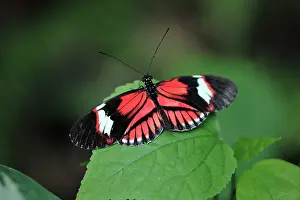 Heliconius: Piano Key / Postman Butterfly - resting on leaf