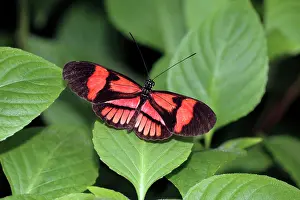 Heliconius: Piano Key / Postman Butterfly - resting on leaf