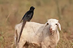 Afer: Piapiac - standing on back of sheep