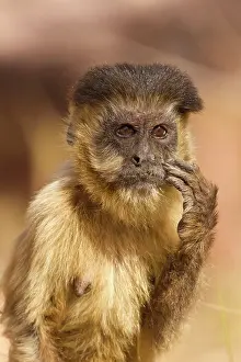 Away: Piaui, Brazil, Brown Capuchin, Cebus apella