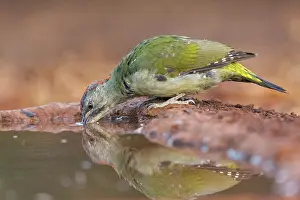 Espagne: PIC DE SHARPE OU PIC VERT IBERIQUE