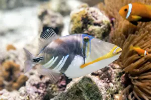 Maldives: Picasso Triggerfish - Maldives