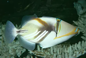 Triggerfishes: Picasso / White-barred TRIGGERFISH / Picasso Fish