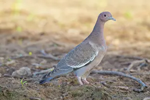 Dove: Picazuro Pigeon