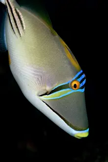Triggerfish: Piccasso / Red Sea Triggerfish