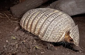 Pampas: Pichi Armadillo