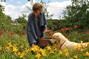 Materials: Pick up of Hemerocalle passed flowers in a garden
