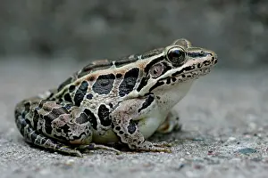 Pickerel: Pickerel Frog