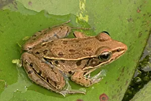 Pickerel: Pickerel Frog