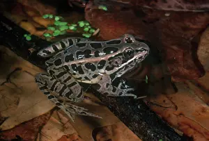 Pickerel: Pickerel Frog