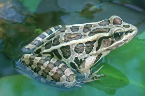 Pickerel: Pickerel Frog