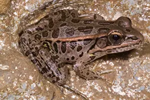Troglobitic: Pickerel Frog