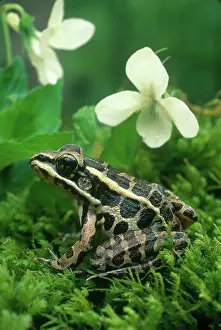 Pickerel: Pickerel Frog