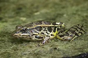 Pickerel: Pickerel Frog