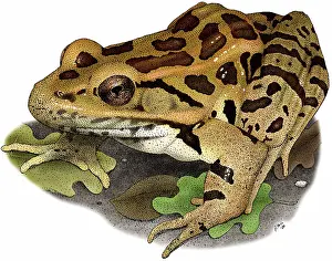 Palustris: Pickerel Frog