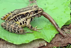 Pickerel: Pickerel frog eating