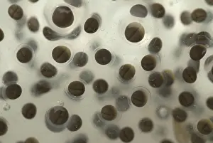 Palustris: Pickerel Frog Egg Mass