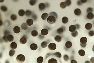 Palustris: Pickerel Frog Egg Mass