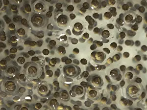 Palustris: Pickerel Frog Egg Mass
